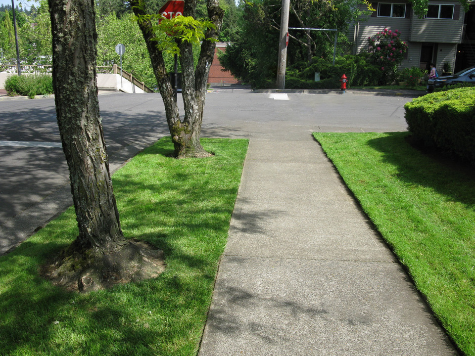 Photo of a sidewalk on a neighborhood street with two trees to the left